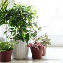 Estas cinco plantas tenés que tener para purificar tu casa