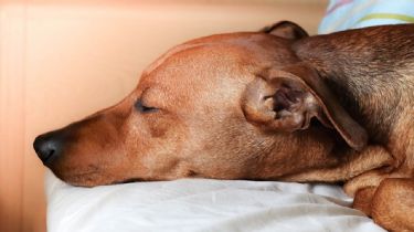 Cuántas horas duermen los perros según la edad