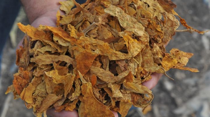Se aprobó el listado de empresas para exportar tabaco en rama a EE.UU.