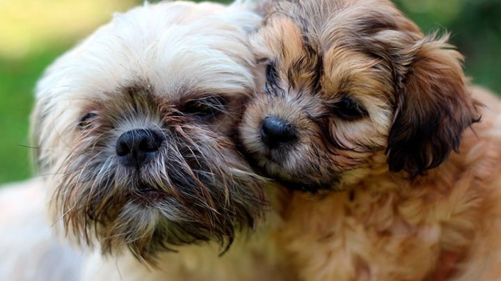 ¿Cuáles son las razas de perros más pequeños del mundo?