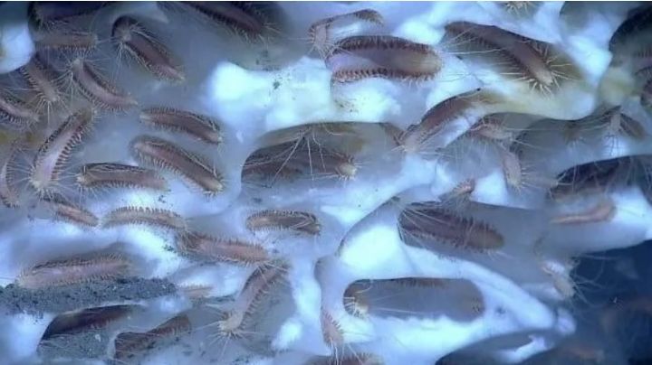 Científicos descongelaron gusanos prehistóricos y lograron que revivan