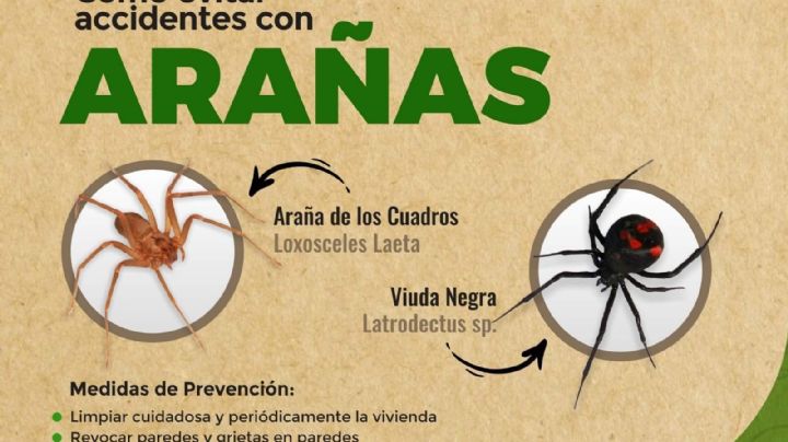 Cosquín lanzó campaña contra arañas de la zona