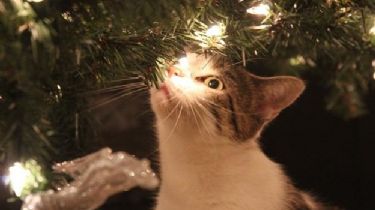 ¿Por que los gatos y los árboles de navidad no se llevan bien?