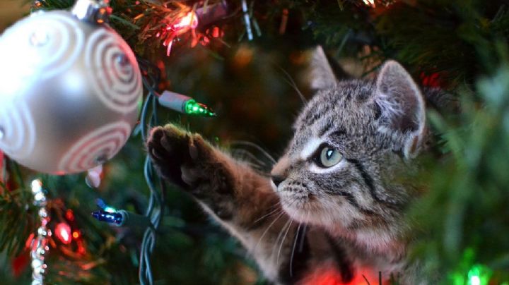 ¿Por que los gatos y los árboles de navidad no se llevan bien?