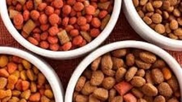 ¿Qué comida de humano le puedo dar a mi perro?