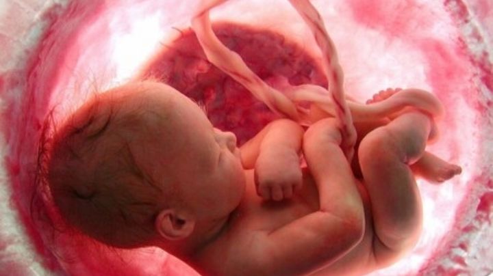Desarrollan una placenta artificial para salvar a bebés prematuros