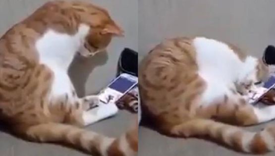 La emocionante reacción de un gato al ver la foto de su dueña fallecida