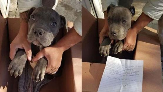 «Mi papá le pega»: La triste carta de niño que dejó a su perro en un refugio
