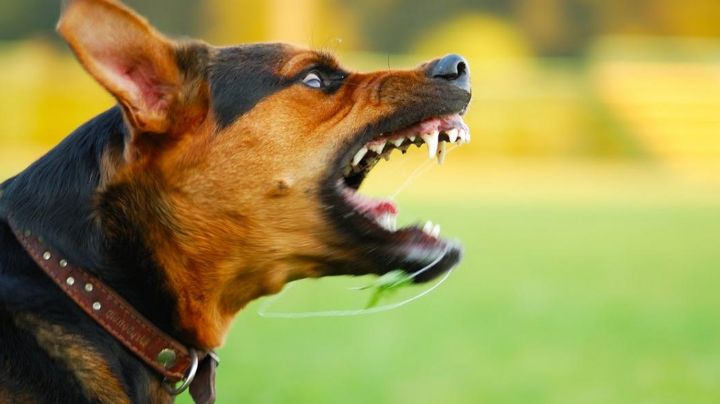 Un perro atacó a una mujer y su dueño murió del disgusto