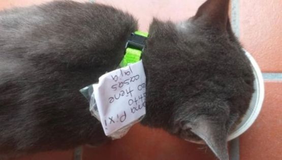 La estafa viral de un gato: Tenía dos familias y una «doble vida»