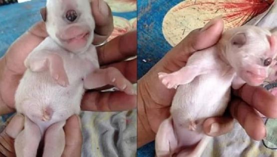 Viral: En Tailandia nació un «cachorro cíclope»
