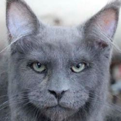 El gato con «cara humana» que conmociona las redes