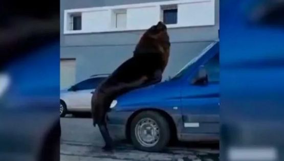 Lobo marino se trepó a un auto estacionado en Mar del Plata