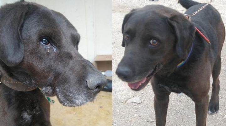 El antes y el después del perro encintado y abandonado