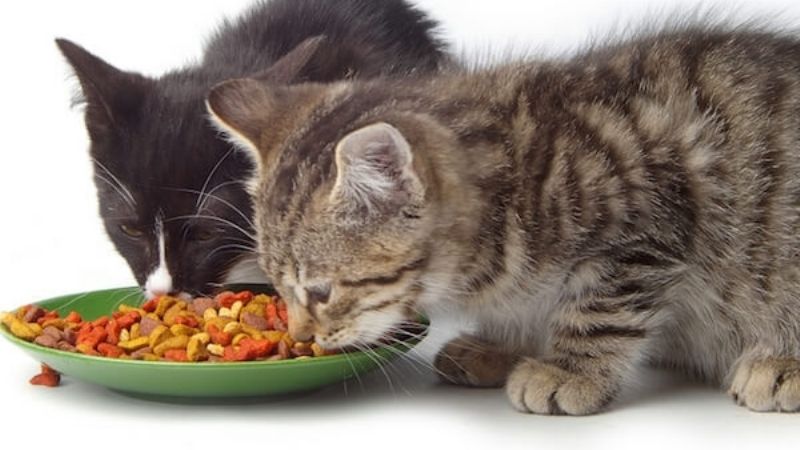 Una alimentación incorrecta le produce problemas a la salud del gato