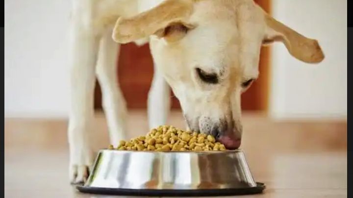 Estas son las cosas que los perros no pueden comer
