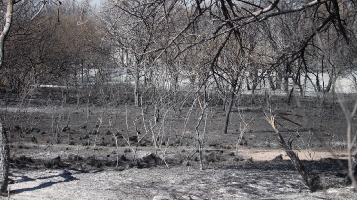 Declaran emergencia agropecuaria por incendios en Córdoba