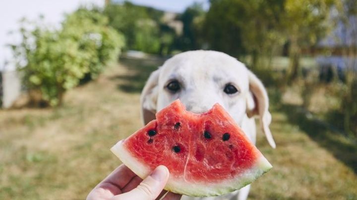 Frutas que tu perro puede comer con moderación