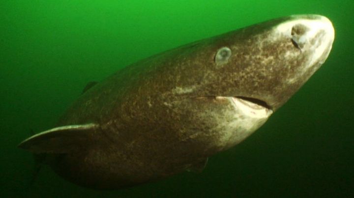 El tiburón más viejo del mundo nada en Groenlandia