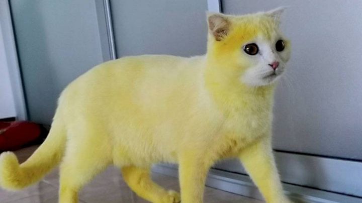 Le dio un remedio casero a su gato y quedó amarillo
