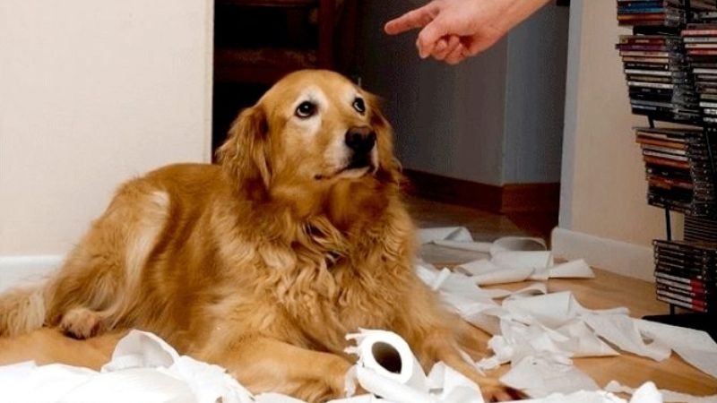 Estas 12 cosas no debes hacer con tu perro