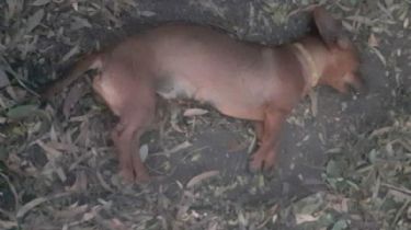 Villa Dolores: Denuncian que un vecino envenenó y mató a siete perros
