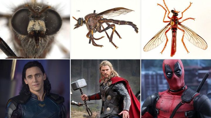 Insólito: Nombran a insectos con los nombres de los superhéroes de Marvel