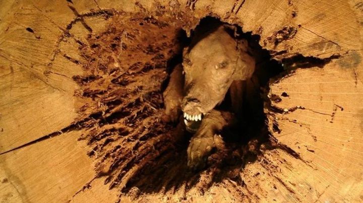Cómo terminó este perro momificado en el interior del tronco de un árbol