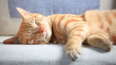 ¿Por qué los gatos duermen tanto?