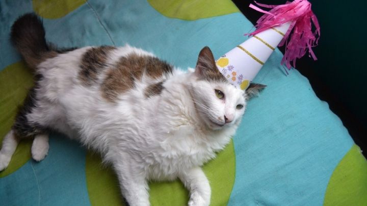 15 personas se contagiaron de Covid en el cumpleaños de un gato