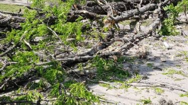 Por los fuertes vientos, se cayeron varios árboles en Carlos Paz