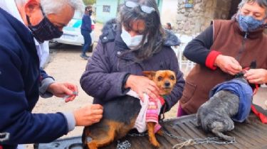 La Cumbre: se vacunó a más de mil perros y gatos contra la rabia