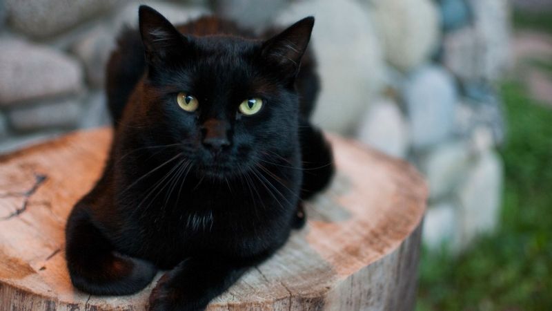 Características de los gatos negros