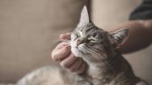 15 características de los gatos que mucha gente desconoce