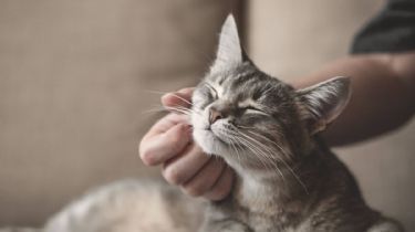 15 características de los gatos que mucha gente desconoce