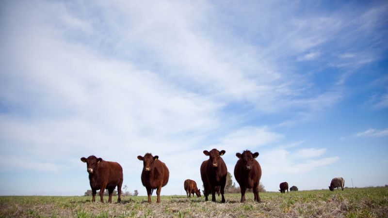 El stock bovino alcanzará las 53,5 millones de cabezas para fin de año