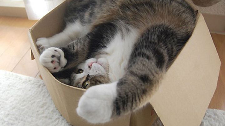 Razones por las que tu gato ama las cajas de cartón