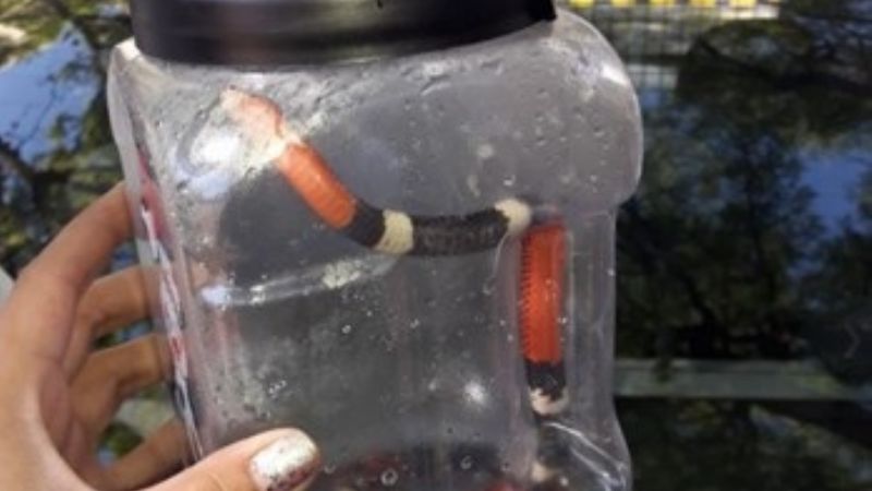 Un alumno llevó una serpiente coral a la escuela