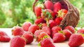 Frutillas: Beneficios y propiedades de esta sabrosa fruta