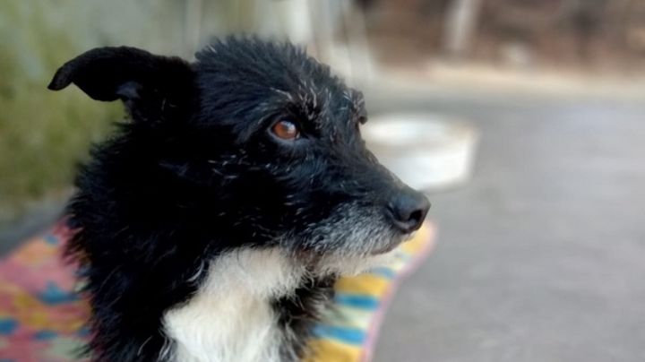 Buscan a una perra que se perdió en barrio Colinas