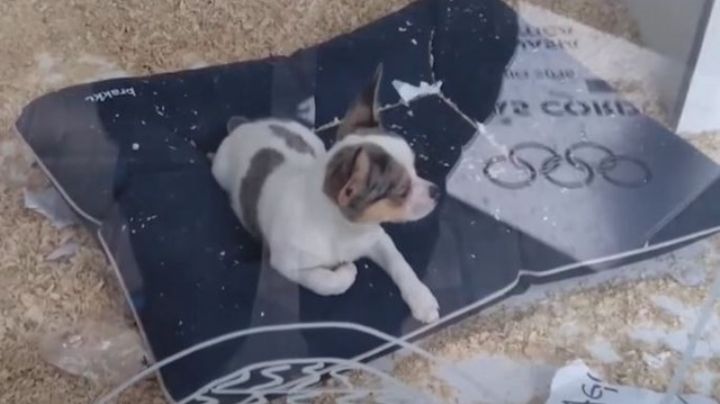 Rescatan a un perro de la vidriera de una veterinaria: estaba al sol y sin agua