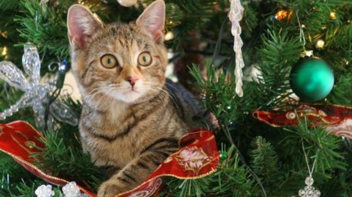 ¿Por qué a los gatos les gusta el árbol de Navidad?