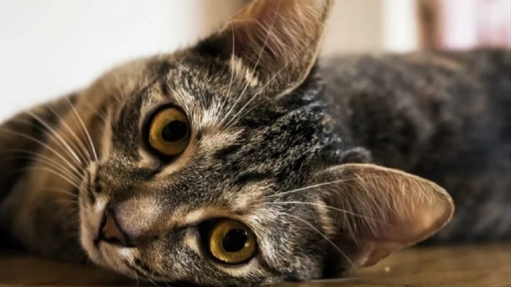 Las 6 cosas más raras que hacen los gatos