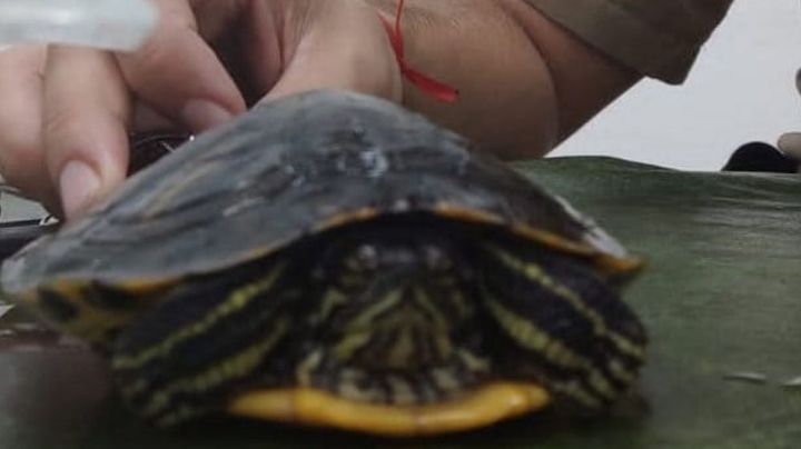 Rescataron una tortuga acuática