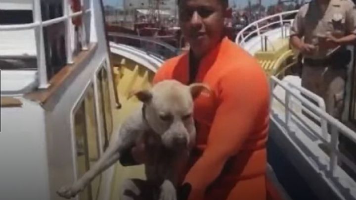 Prefectura Naval salvó a un perro que se ahogaba en Mar del Plata