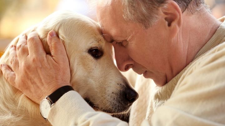 Los perros sienten el dolor humano y tratan de consolarnos