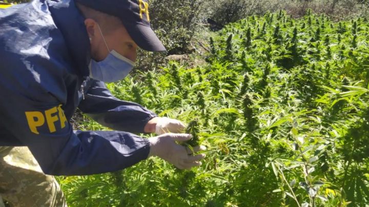 Descubrieron una plantación de marihuana en las sierras