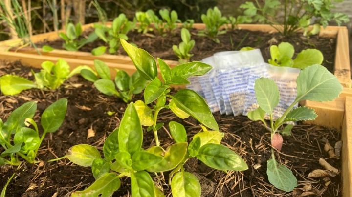 ¿Cómo acceder a las semillas del programa la Huerta en tu hogar?