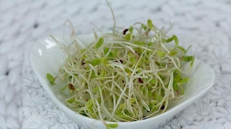 Alfalfa, el alimento que te ayudará a bajar el colesterol
