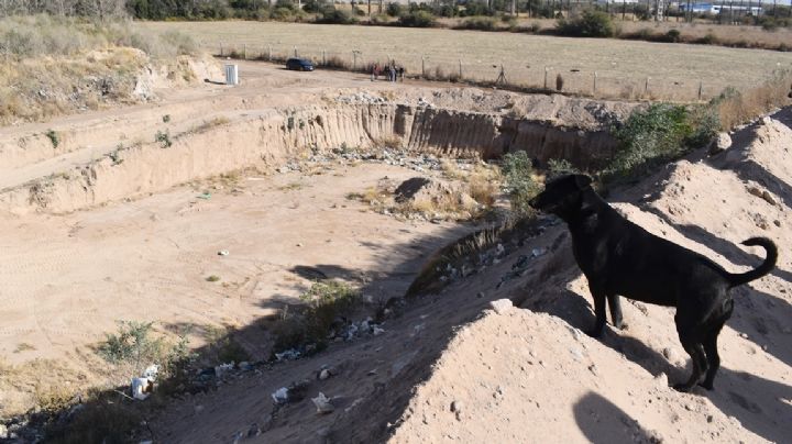 Colonia Caroya: municipio echó a tres trabajadores que maltrataron un perro